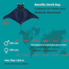 Image result for Mobula thurstoni