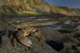 Image result for Eriphia verrucosa