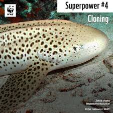 Image result for Stegostoma tigrinum