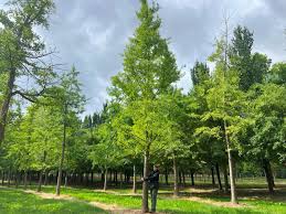 Attēlu rezultāti vaicājumam “Ginkgo biloba”