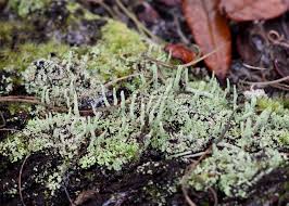 Attēlu rezultāti vaicājumam “Cladonia coniocraea”
