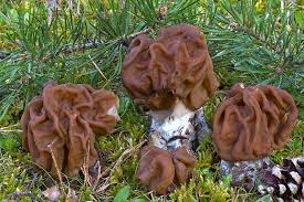 Attēlu rezultāti vaicājumam “Gyromitra gigas”