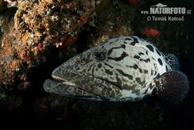 Image result for Epinephelus tukula