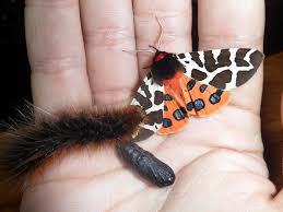 Attēlu rezultāti vaicājumam “Arctia caja larva”