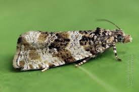 Attēlu rezultāti vaicājumam “Orthotaenia undulana”