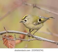 Attēlu rezultāti vaicājumam “Regulus regulus”