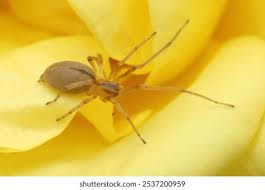 Attēlu rezultāti vaicājumam “Cheiracanthium sp.”