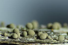 Attēlu rezultāti vaicājumam “Dianema depressum macro”