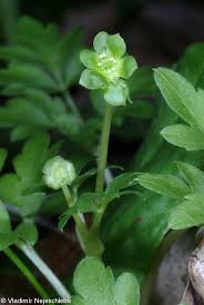 Attēlu rezultāti vaicājumam “Adoxa moschatellina leaf”