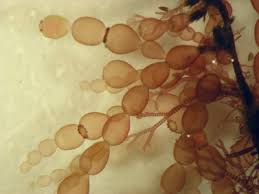 Attēlu rezultāti vaicājumam “Ceramium sp.”