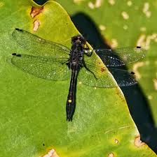 Attēlu rezultāti vaicājumam “Leucorrhinia”