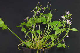 Attēlu rezultāti vaicājumam “Claytonia sibirica flower”