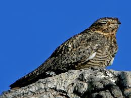 Image result for Chordeiles minor