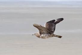 Attēlu rezultāti vaicājumam “Stercorarius parasiticus”