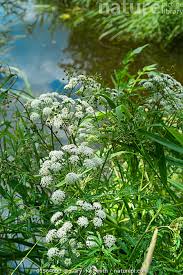 Attēlu rezultāti vaicājumam “Cicuta virosa leaf”