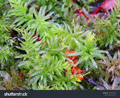 Attēlu rezultāti vaicājumam “Ptilium crista-castrensis”