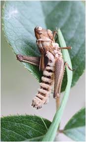 Attēlu rezultāti vaicājumam “Entomophaga grylli”