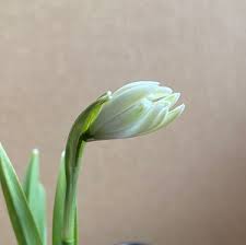 Attēlu rezultāti vaicājumam “Galanthus nivalis bud”