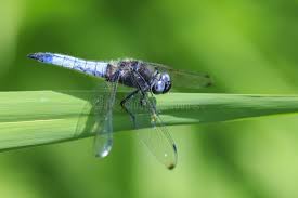 Attēlu rezultāti vaicājumam “Libellula fulva male”