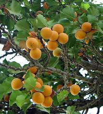 Attēlu rezultāti vaicājumam “Prunus armeniaca fruit”