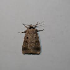 Attēlu rezultāti vaicājumam “Badhamiopsis praetermissa”