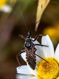 Attēlu rezultāti vaicājumam “Rhynocoris annulatus nymph”