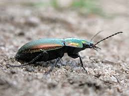 Attēlu rezultāti vaicājumam “Poecilus versicolor”