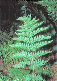 Attēlu rezultāti vaicājumam “Dryopteris dilatata”