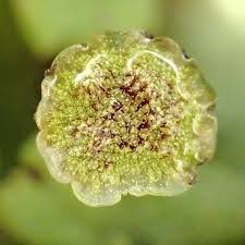 Attēlu rezultāti vaicājumam “Barbilophozia lycopodioides macro”