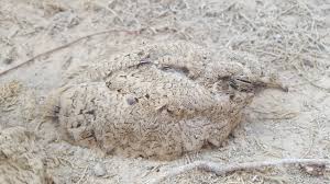 Image result for Caprimulgus aegyptius