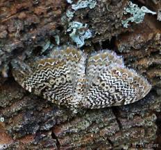 Attēlu rezultāti vaicājumam “Hydria undulata”