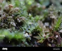 Attēlu rezultāti vaicājumam “Barbilophozia barbata”