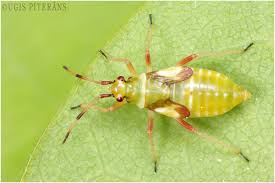 Attēlu rezultāti vaicājumam “Dryophilocoris flavoquadrimaculatus imago”