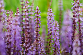 Attēlu rezultāti vaicājumam “Labiatae”