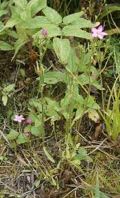 Attēlu rezultāti vaicājumam “Centaurium littorale flower”
