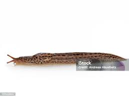 Attēlu rezultāti vaicājumam “Limax maximus”