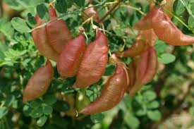 Image result for Colutea arborescens