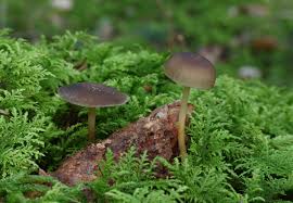 Attēlu rezultāti vaicājumam “Strobilurus esculentus”