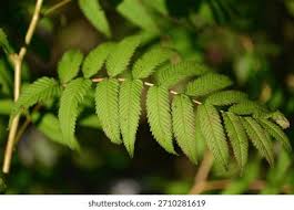 Attēlu rezultāti vaicājumam “Sorbaria sorbifolia bud”