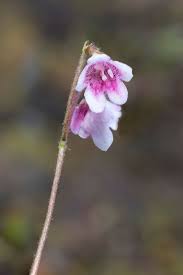 Attēlu rezultāti vaicājumam “Linnaea borealis flower”