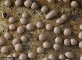 Attēlu rezultāti vaicājumam “Didymiaceae”