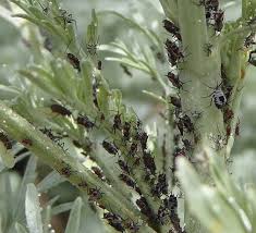 Attēlu rezultāti vaicājumam “Macrosiphoniella absinthii”