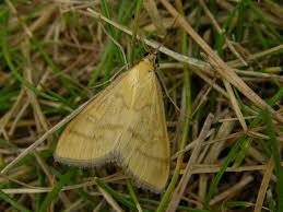 Attēlu rezultāti vaicājumam “Mecyna flavalis”