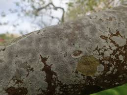 Attēlu rezultāti vaicājumam “Lecanora argentata”