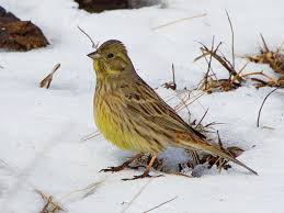 Attēlu rezultāti vaicājumam “Emberiza citrinella”