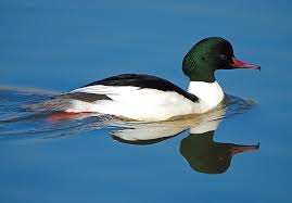 Attēlu rezultāti vaicājumam “Mergus merganser”