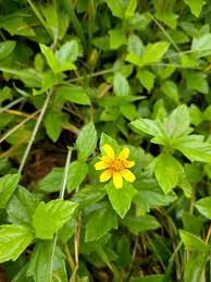 Attēlu rezultāti vaicājumam “Pohlia sphagnicola”