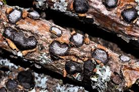 Attēlu rezultāti vaicājumam “Diatrype disciformis”