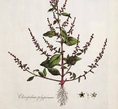 Attēlu rezultāti vaicājumam “Chenopodium polyspermum”
