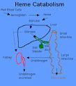 Bilirubin